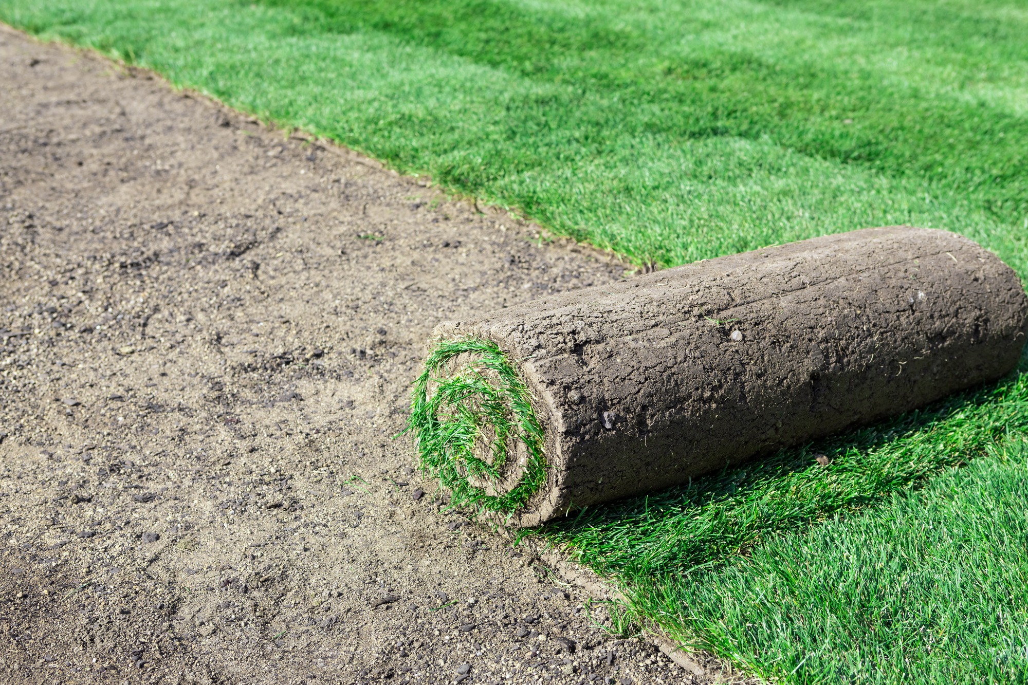Roll of fresh sod for new lawn