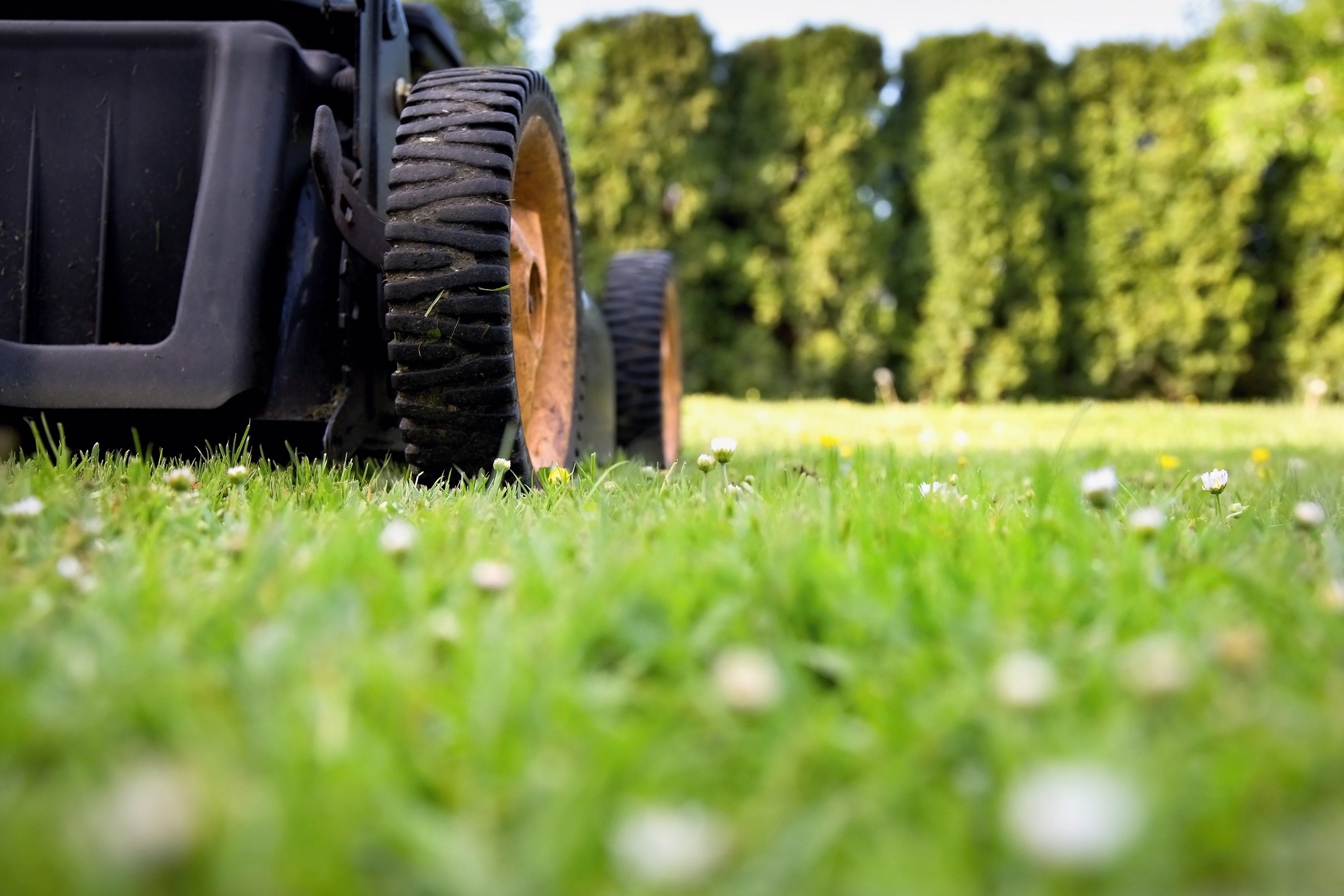 Mowing the lawn